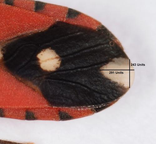 Horvathiolus syriacus